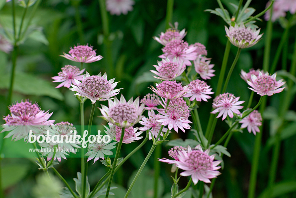 452142 - Great masterwort (Astrantia major 'Roma')