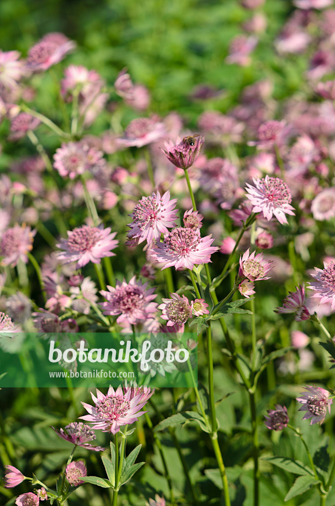 521113 - Great masterwort (Astrantia major 'Roma')