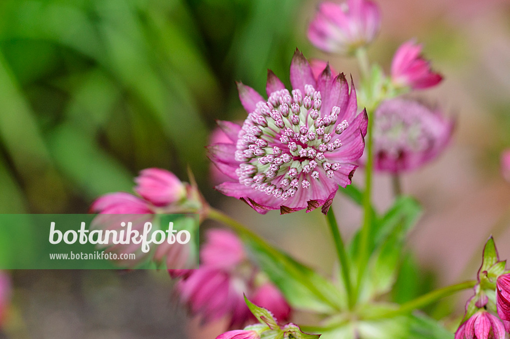 473148 - Great masterwort (Astrantia major 'Ruby Cloud')