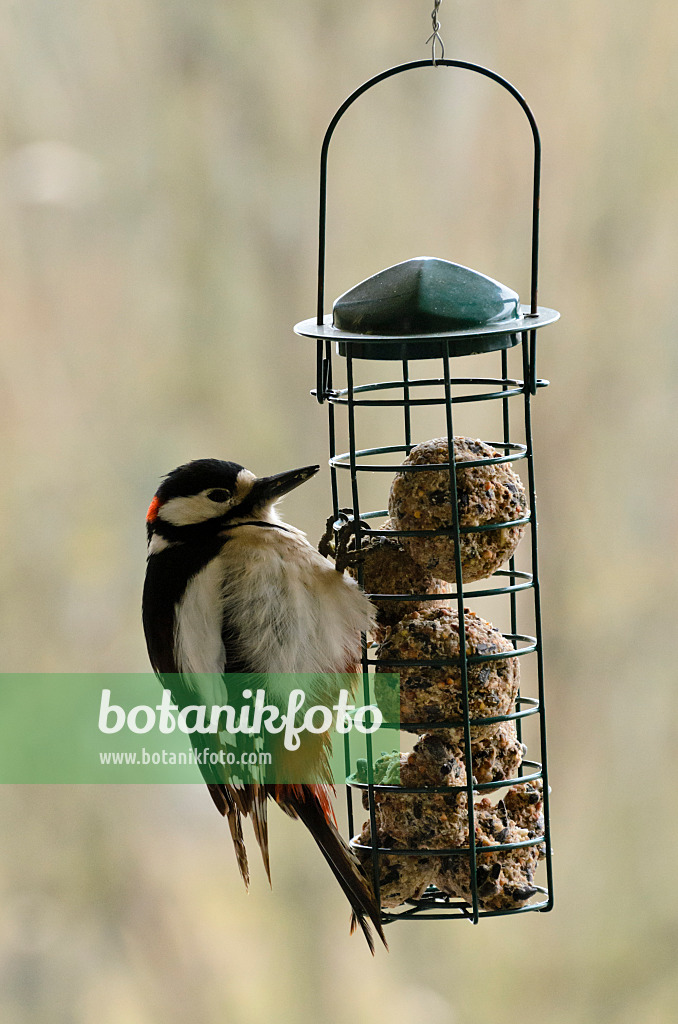 578016 - Great spotted woodpecker (Dendrocopos major syn. Picoides major) eats fat balls