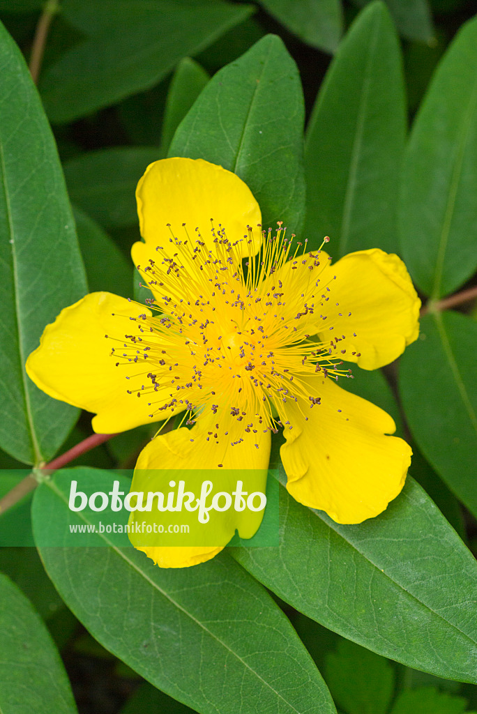 558320 - Great St. John's wort (Hypericum calycinum)