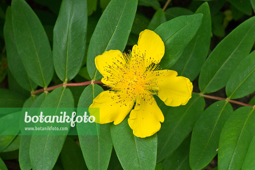 558321 - Great St. John's wort (Hypericum calycinum)