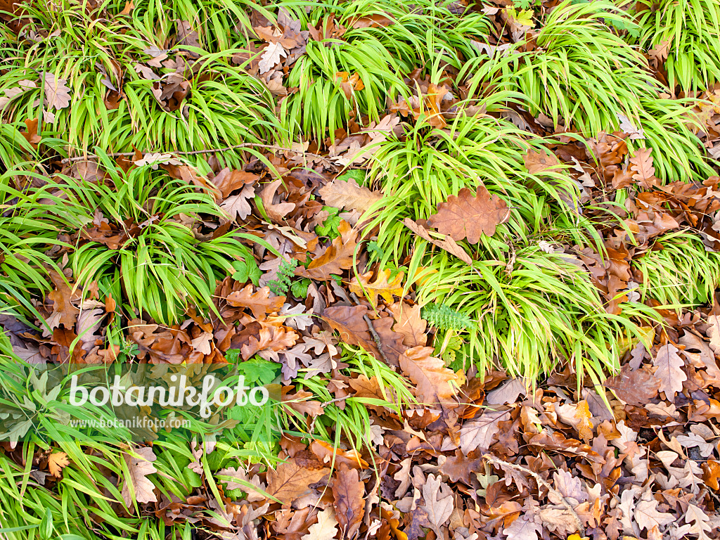 465247 - Great wood rush (Luzula sylvatica)