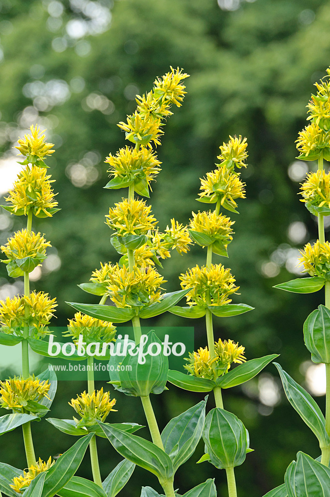 485080 - Great yellow gentian (Gentiana lutea)