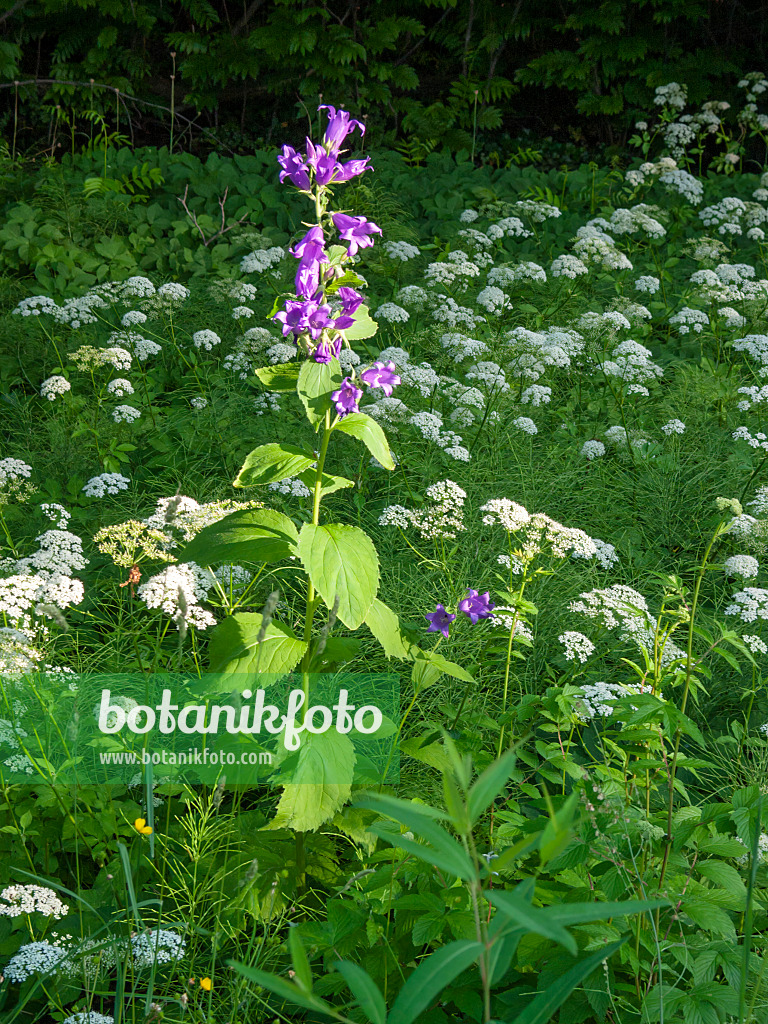 402050 - Greater bellflower (Campanula latifolia)