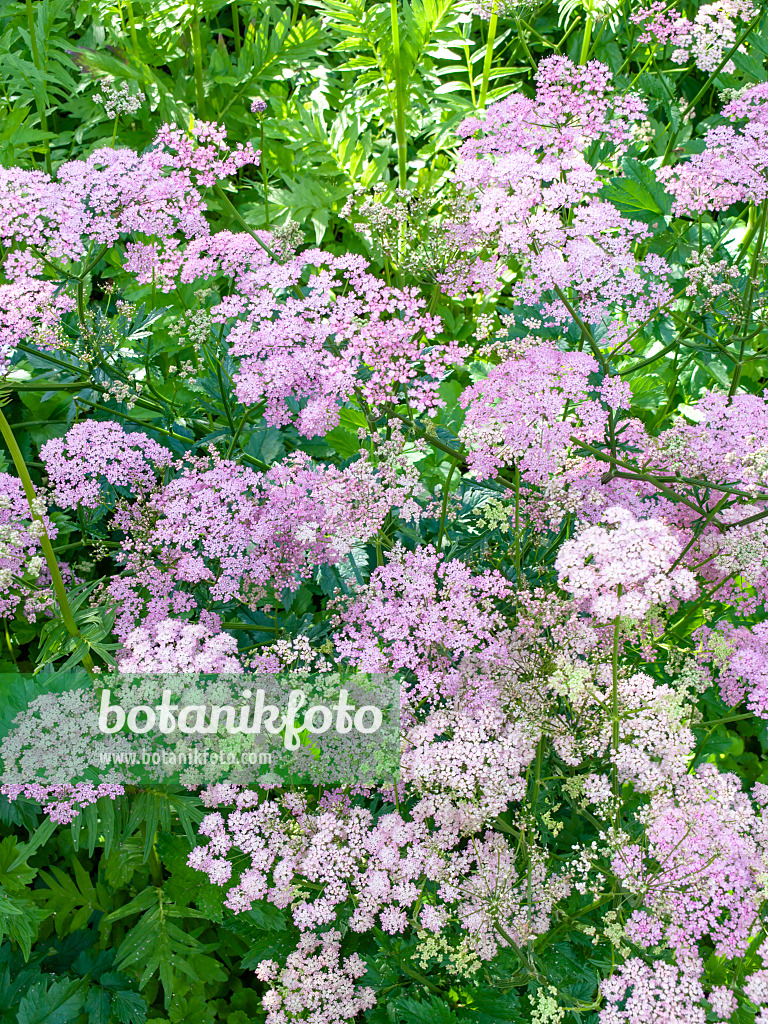 438151 - Greater burnet saxifrage (Pimpinella major)