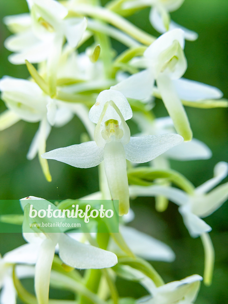 439226 - Greater butterfly orchid (Platanthera chlorantha)