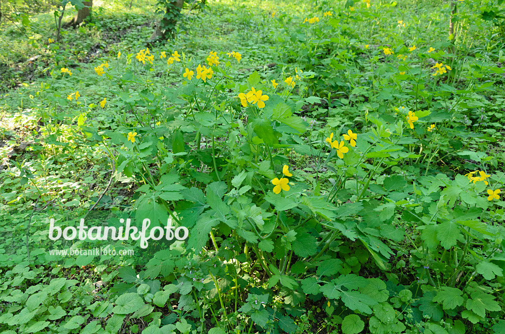 544049 - Greater celandine (Chelidonium majus)