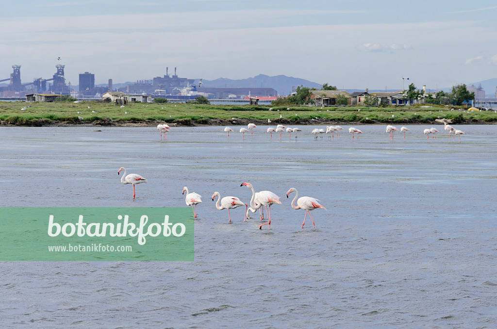 557077 - Greater flamingo (Phoenicopterus roseus), Camargue, France