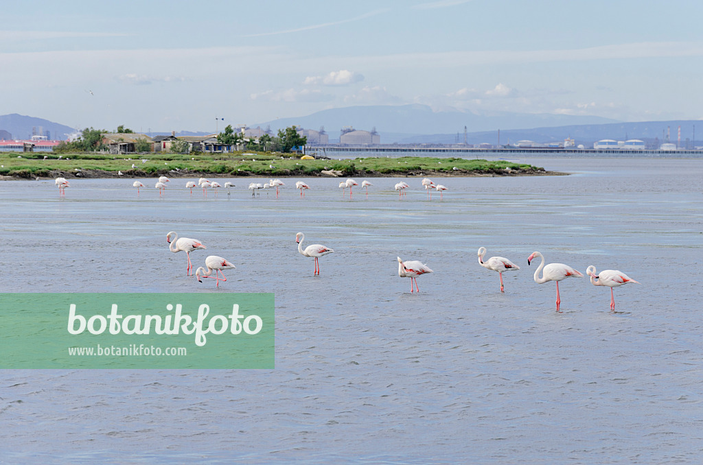 557078 - Greater flamingo (Phoenicopterus roseus), Camargue, France