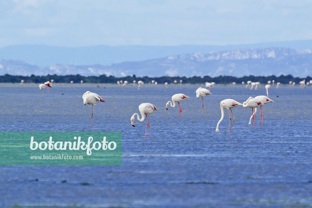 557106 - Greater flamingo (Phoenicopterus roseus), Camargue, France