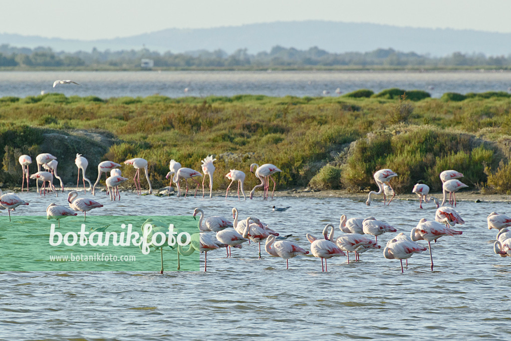 557262 - Greater flamingo (Phoenicopterus roseus), Camargue, France