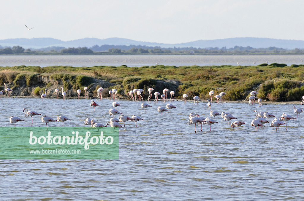 557274 - Greater flamingo (Phoenicopterus roseus), Camargue, France