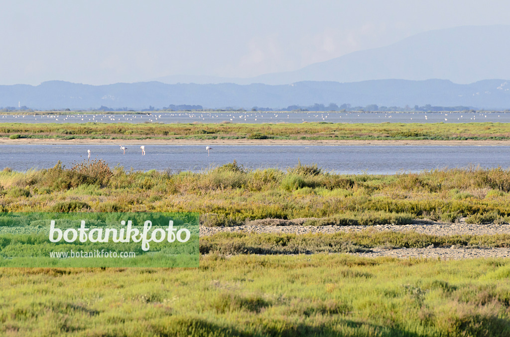 557277 - Greater flamingo (Phoenicopterus roseus), Camargue, Frankreich