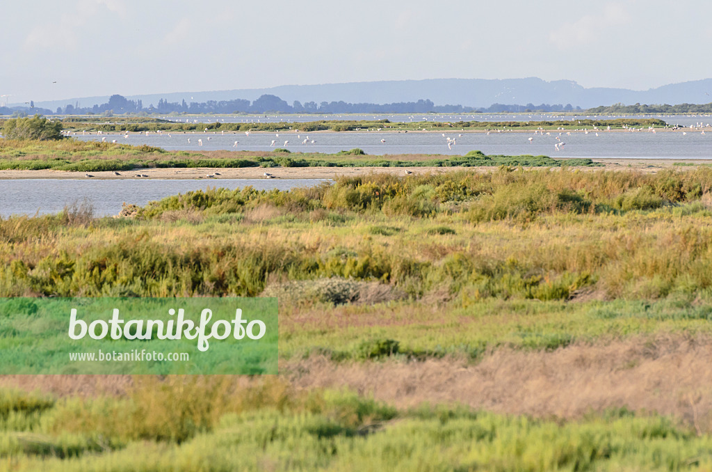 557279 - Greater flamingo (Phoenicopterus roseus), Camargue, Frankreich