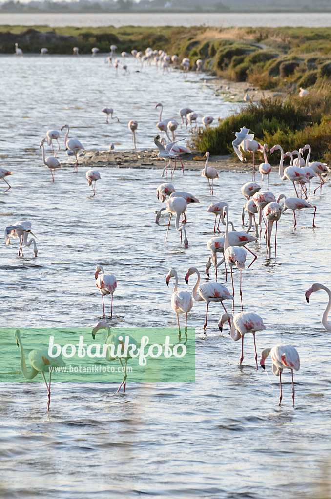 557280 - Greater flamingo (Phoenicopterus roseus), Camargue, France