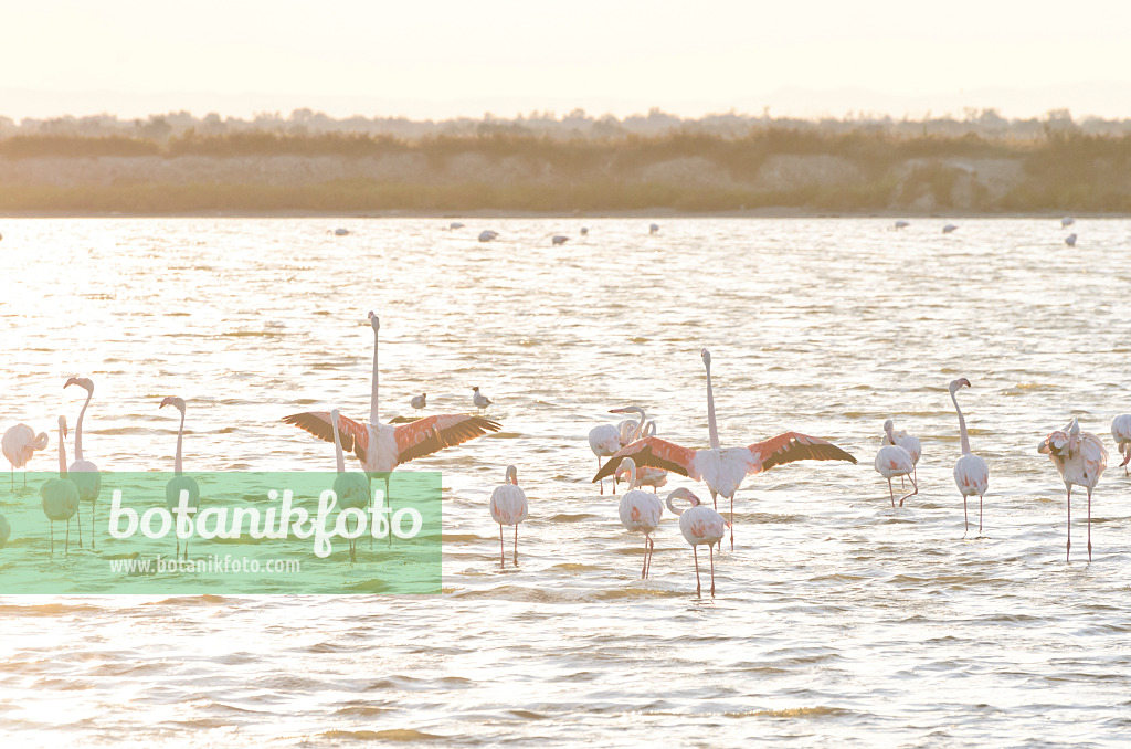 557284 - Greater flamingo (Phoenicopterus roseus), Camargue, France