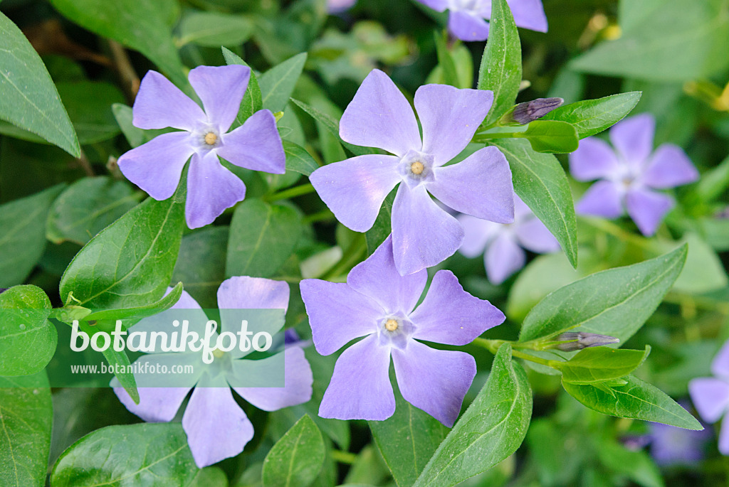 481011 - Greater periwinkle (Vinca major)