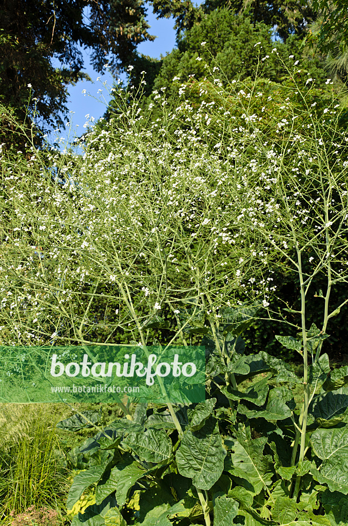 497202 - Greater sea kale (Crambe cordifolia)