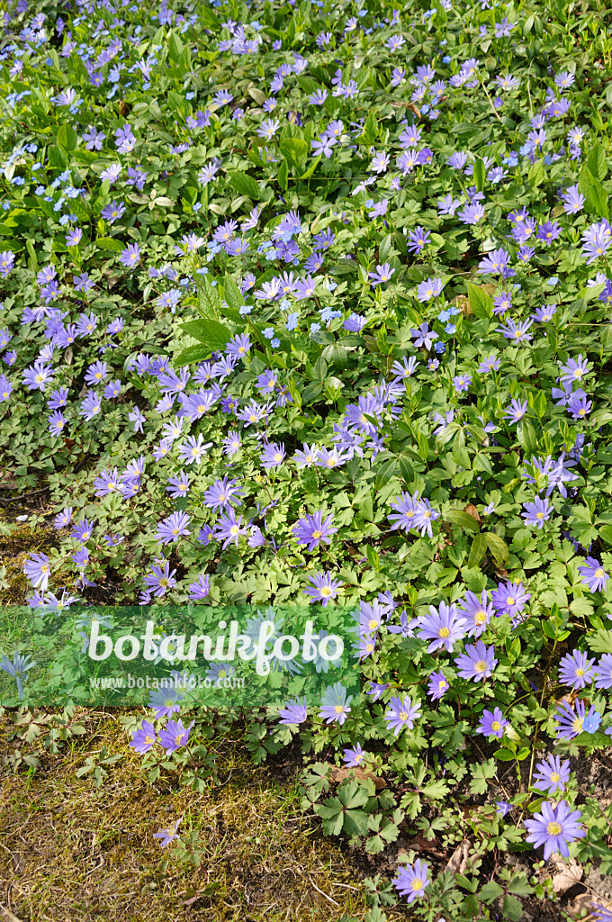 483237 - Grecian windflower (Anemone blanda)