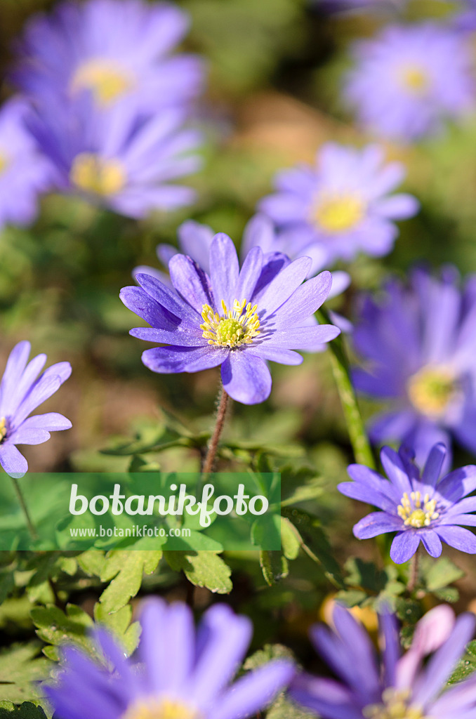 519085 - Grecian windflower (Anemone blanda)