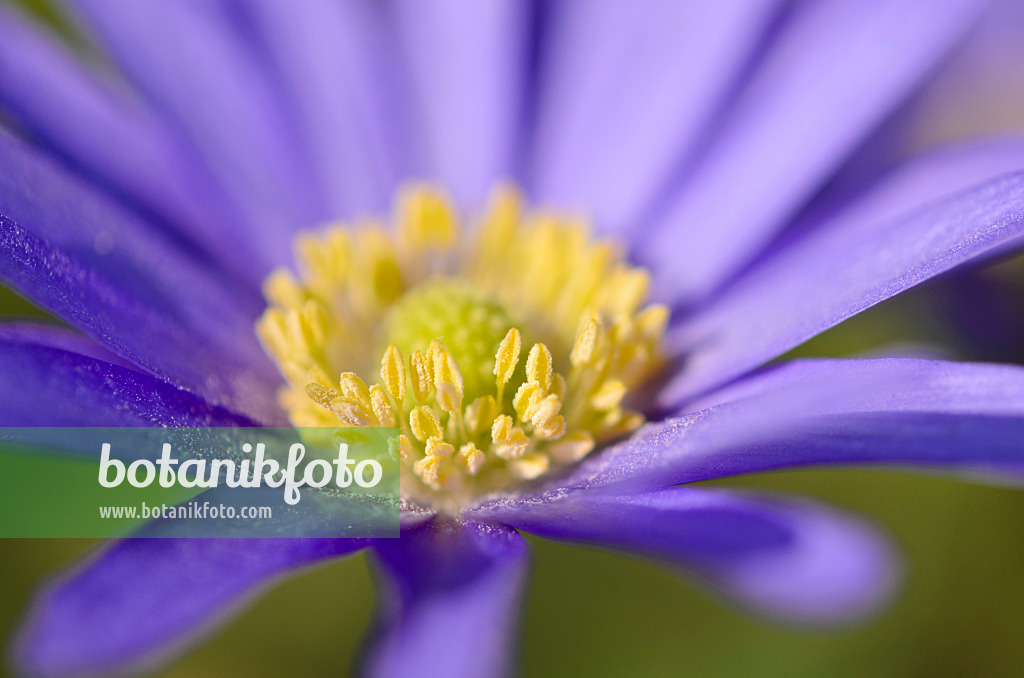 519086 - Grecian windflower (Anemone blanda)