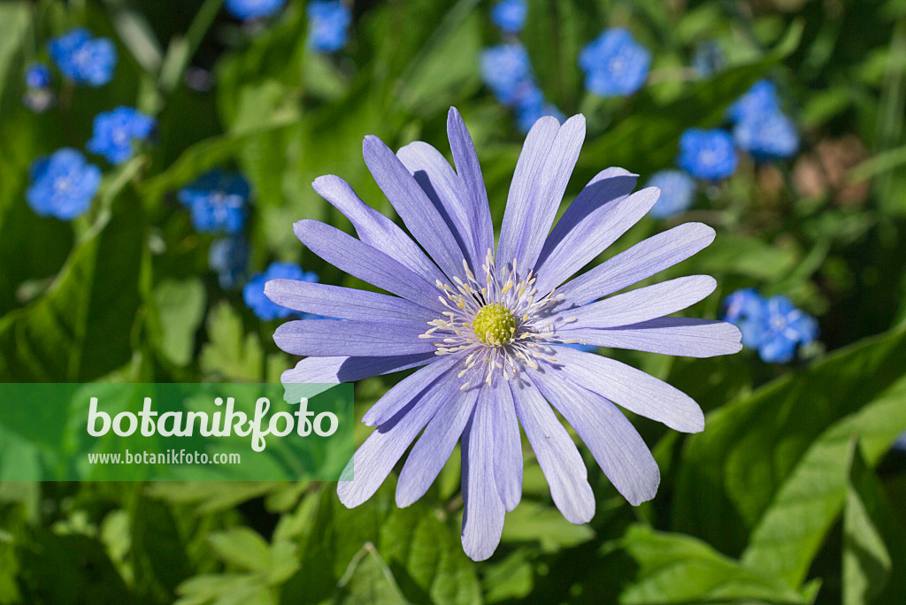 555126 - Grecian windflower (Anemone blanda)