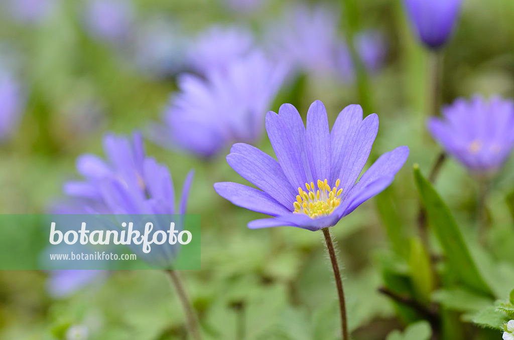 495094 - Grecian windflower (Anemone blanda 'Blue Shades')