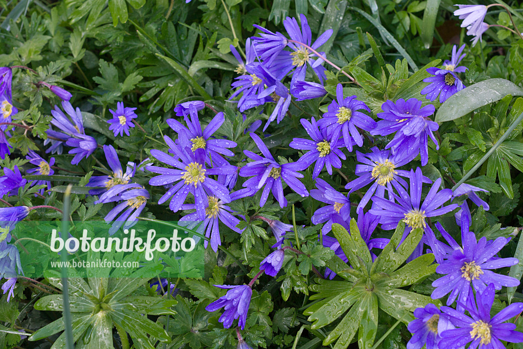 570024 - Grecian windflower (Anemone blanda 'Blue Shades')