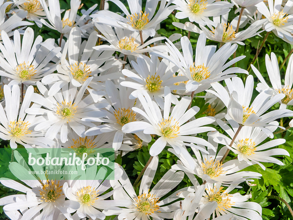 459019 - Grecian windflower (Anemone blanda 'White Splendour')