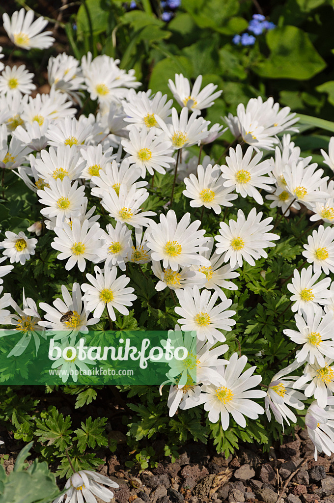 483230 - Grecian windflower (Anemone blanda 'White Splendour')