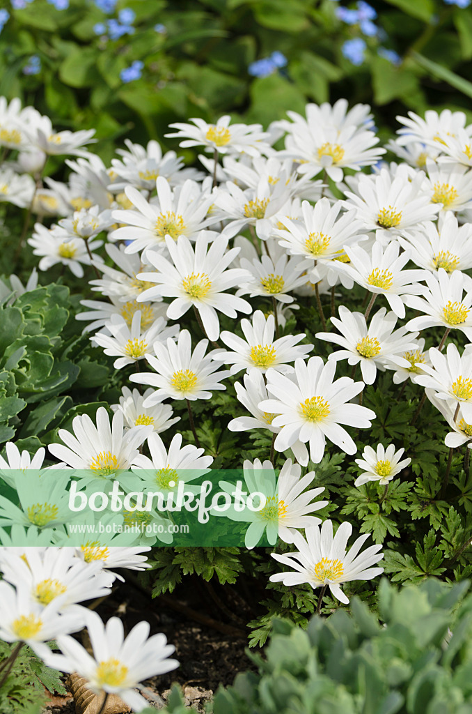 495090 - Grecian windflower (Anemone blanda 'White Splendour')