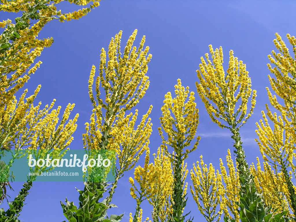 427130 - Greek mullein (Verbascum olympicum)