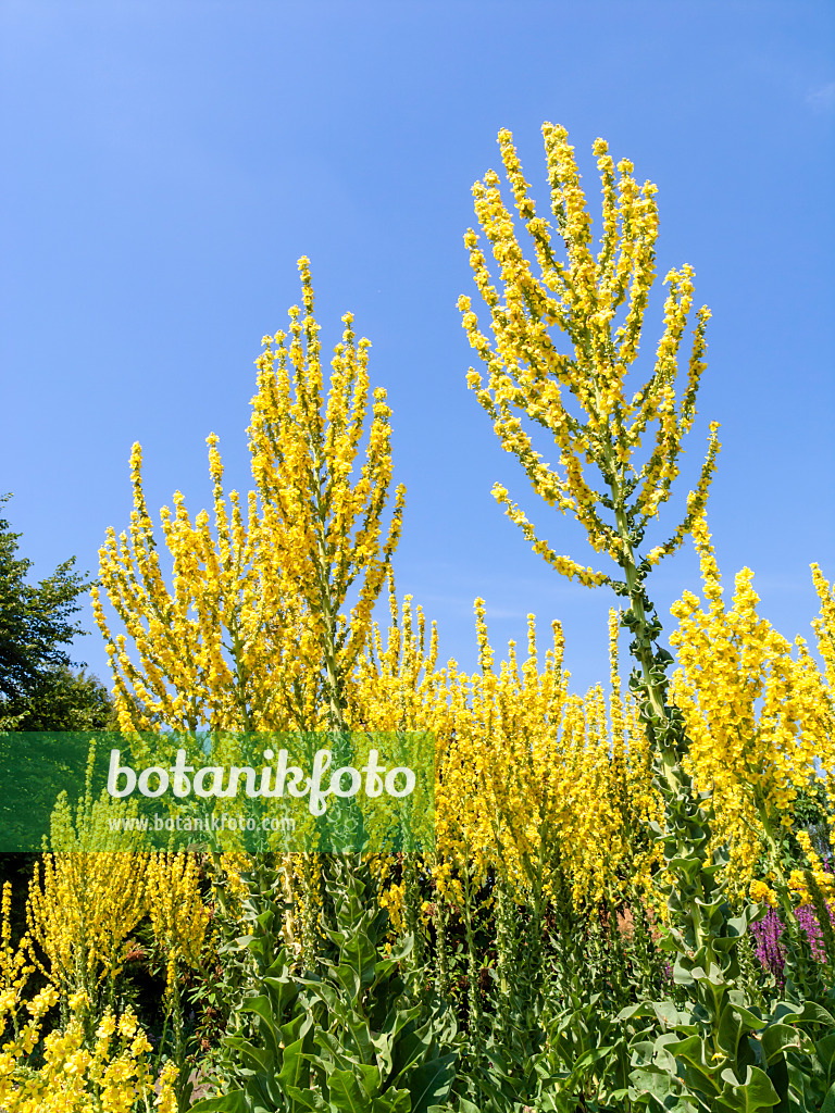 427132 - Greek mullein (Verbascum olympicum)