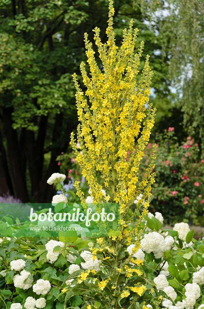 534164 - Greek mullein (Verbascum olympicum)