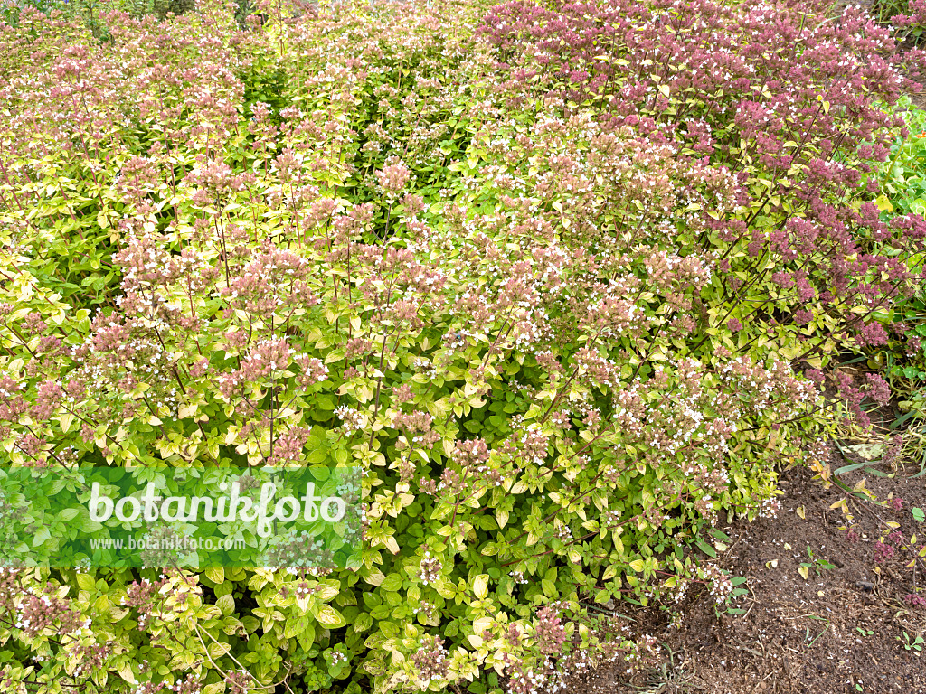 487205 - Greek oregano (Origanum vulgare)