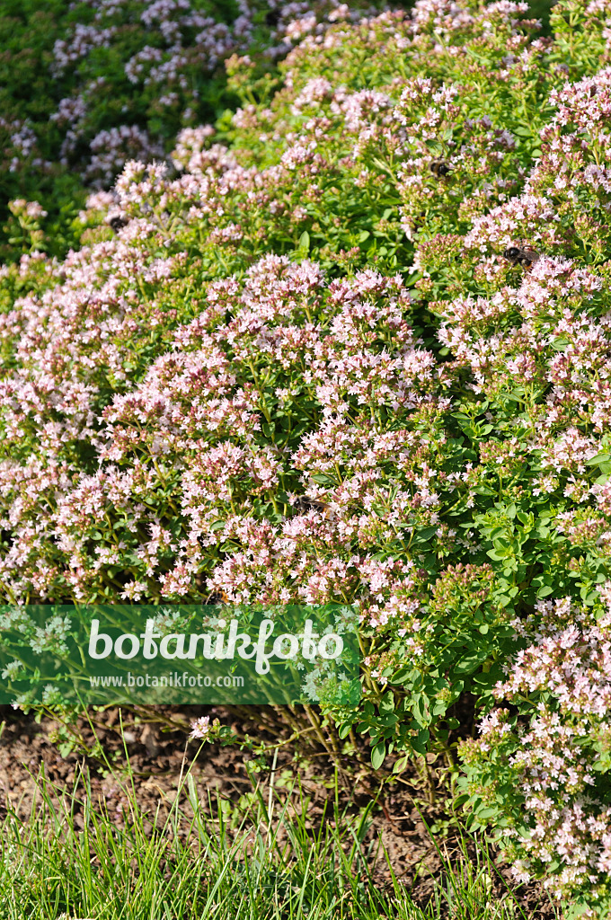 486213 - Greek oregano (Origanum vulgare 'Compactum')