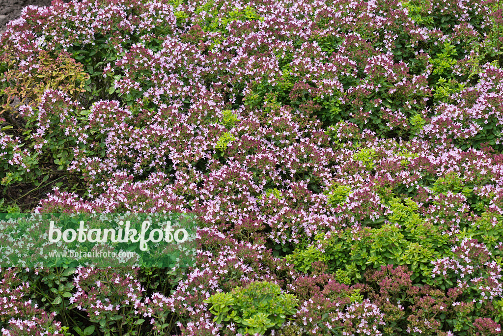 559129 - Greek oregano (Origanum vulgare 'Compactum')