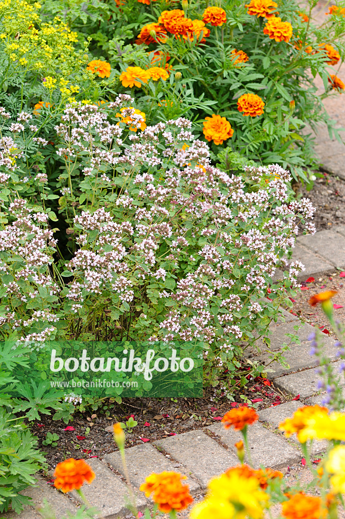 475171 - Greek oregano (Origanum vulgare) and marigolds (Tagetes)