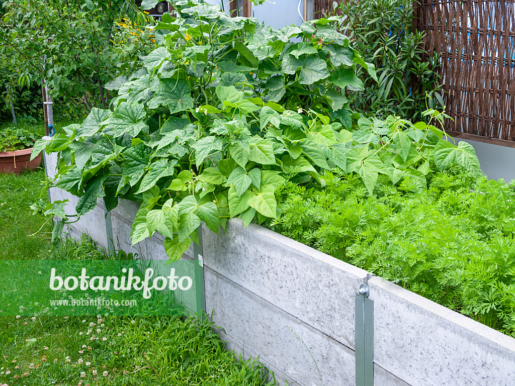 523257 - Green bean (Phaseolus vulgaris) in a raised bed