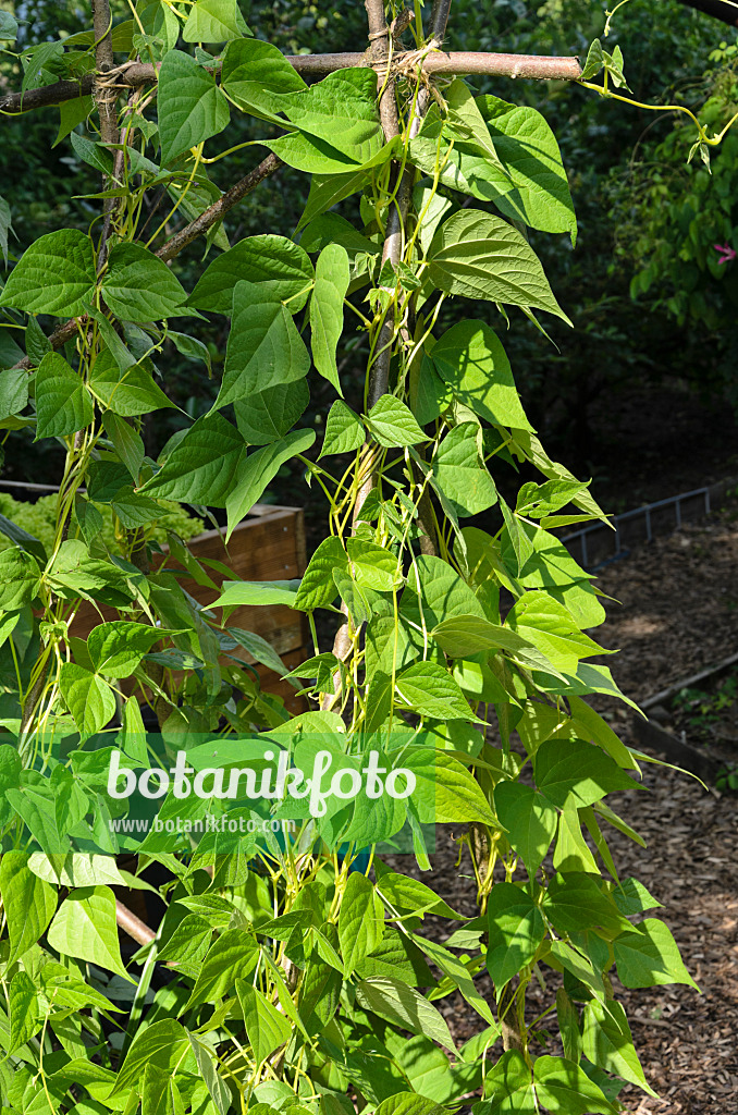 522044 - Green bean (Phaseolus vulgaris var. vulgaris)