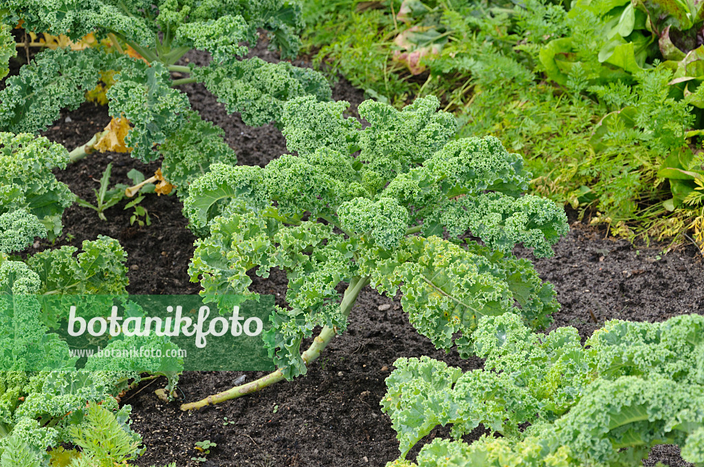 489005 - Green cabbage (Brassica oleracea var. sabellica)