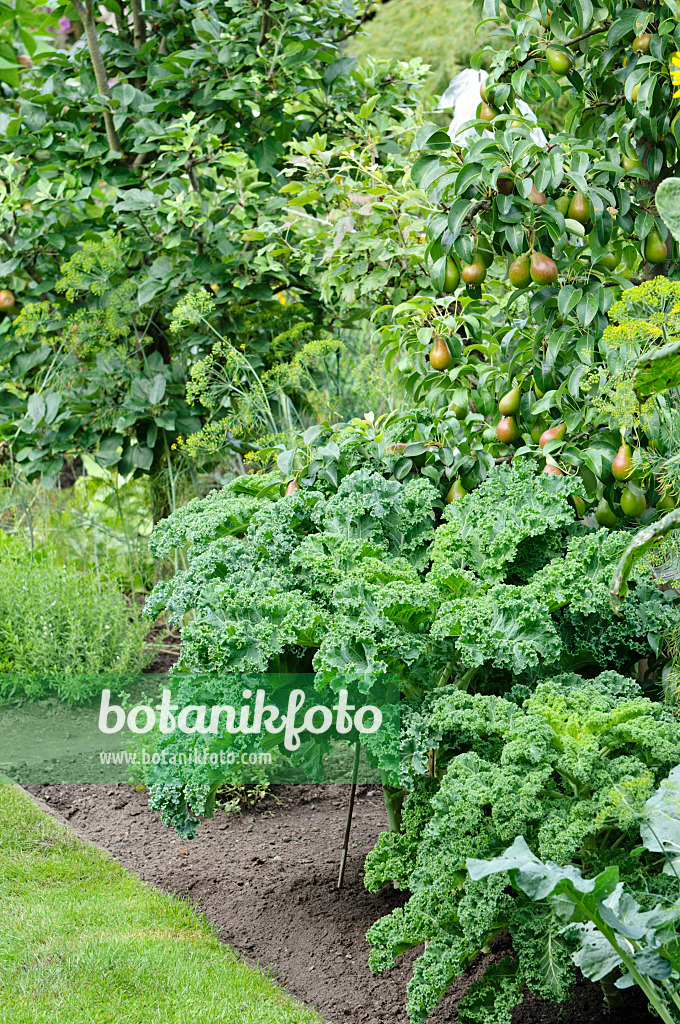 474319 - Green cabbage (Brassica oleracea var. sabellica) and common pear (Pyrus communis)