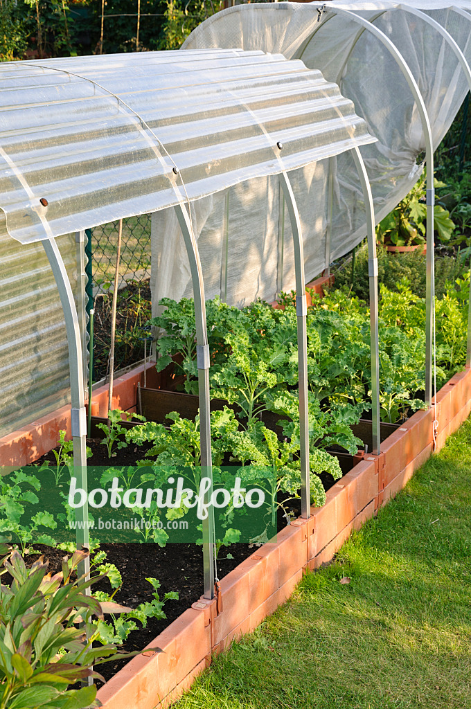 476104 - Green cabbage (Brassica oleracea var. sabellica) in a raised vegetable bed with poly tunnel