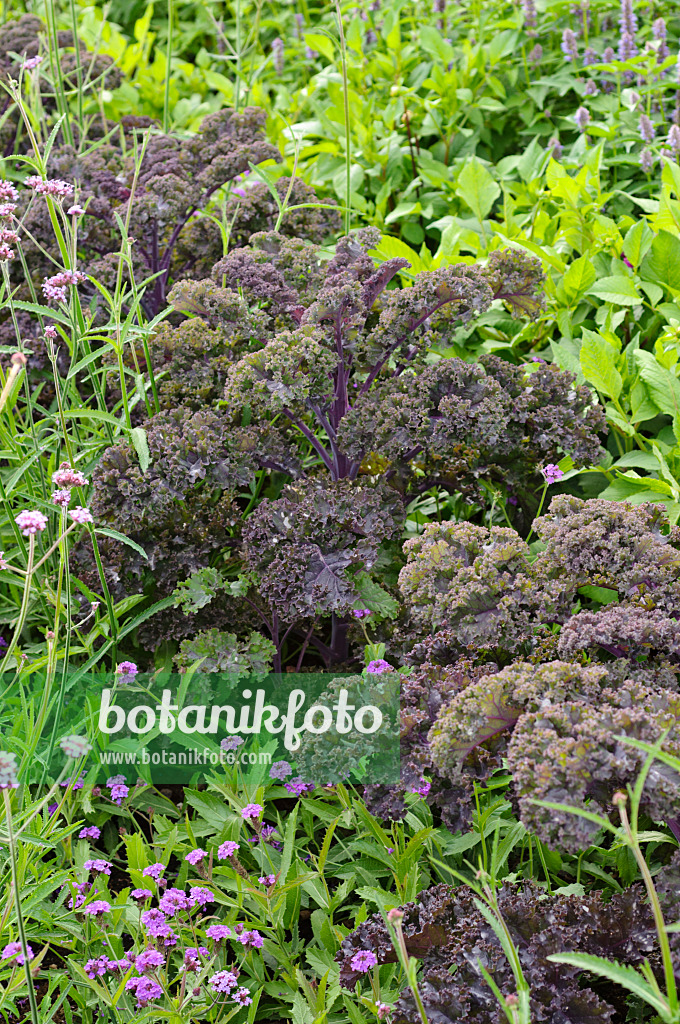 475100 - Green cabbage (Brassica oleracea var. sabellica 'Redbor')