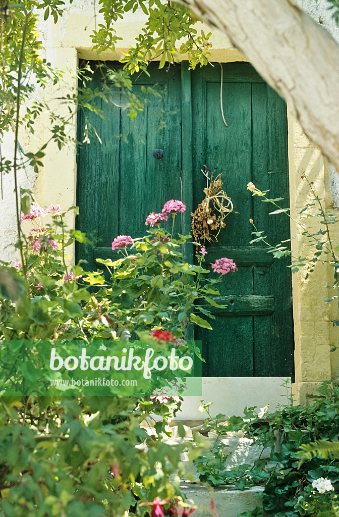 432016 - Green door with pelargonium