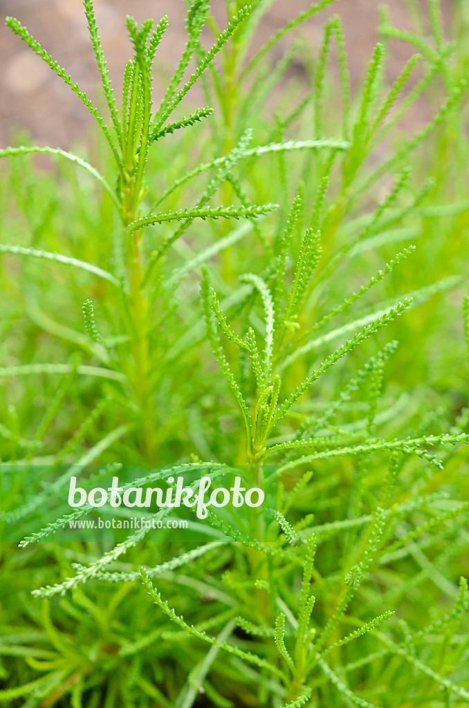 556001 - Green lavender cotton (Santolina rosmarinifolia 'Olivia')