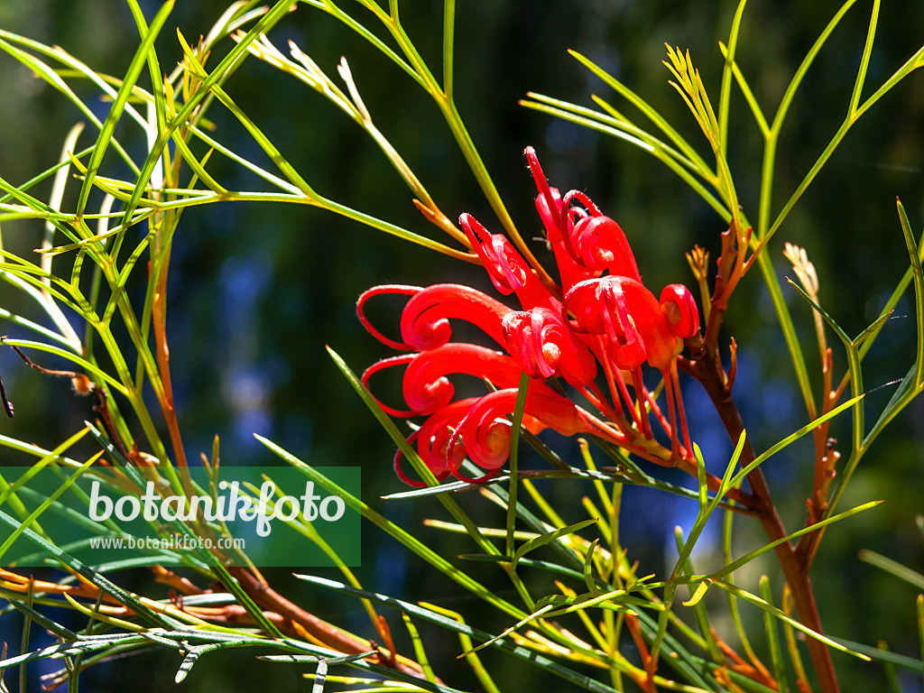 455320 - Grevillea Bonfire