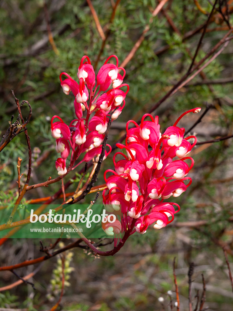 455385 - Grevillea georgeana