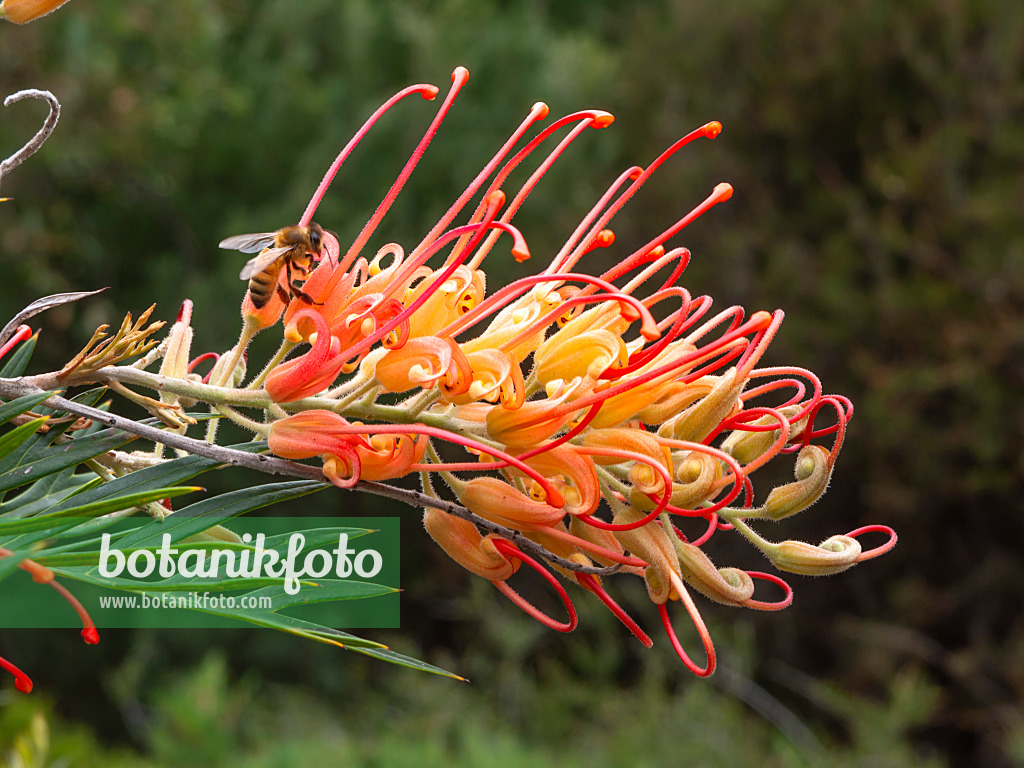 455333 - Grevillea Mason's Hybrid